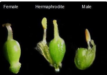 Agraria UniRC, importante scoperta nel mondo vegetale