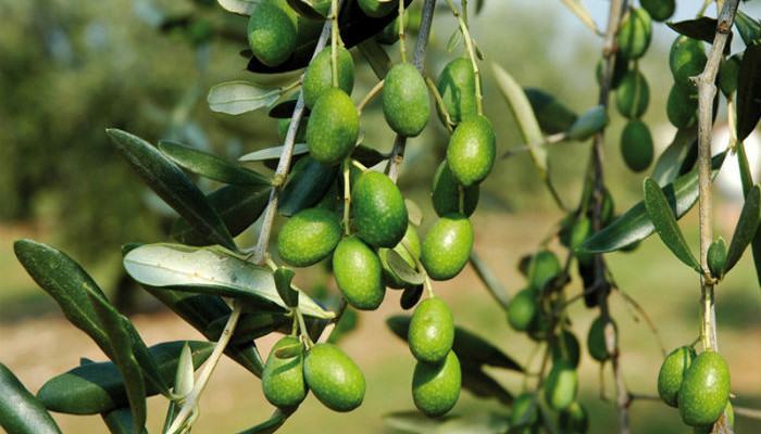 Convegno a Salerno su Olivicoltura Calabrese e Campana