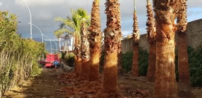 palme sul calopinace 2