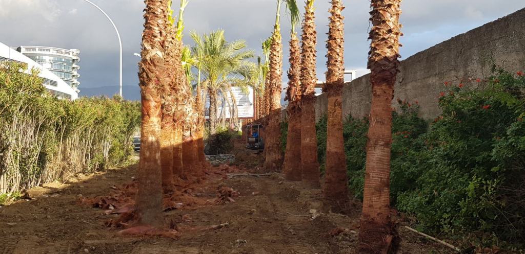 Cento alberi per l’area delle bretelle del Calopinace grazie al progetto ‘Adotta il Verde’