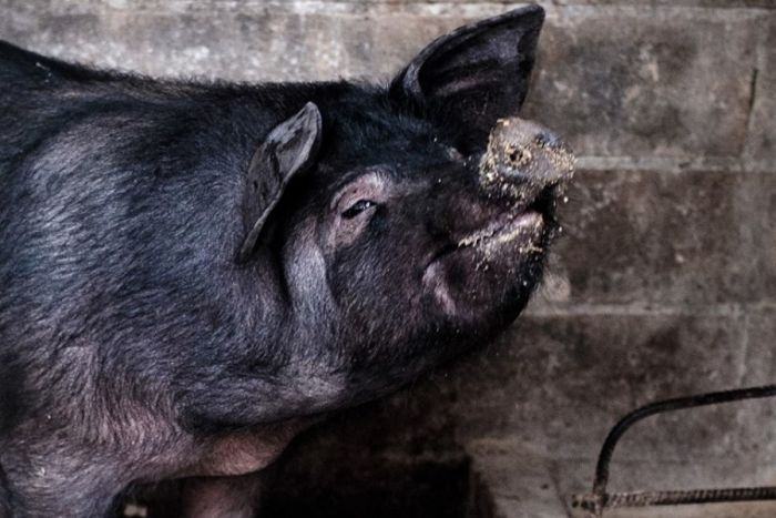 A Rc l’evento di arte culinaria “Pig, del porco calabro non si butta via niente”