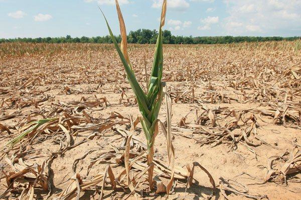 Siccità, le imprese agricole di Motta S. G. possono accedere ai benefici di legge