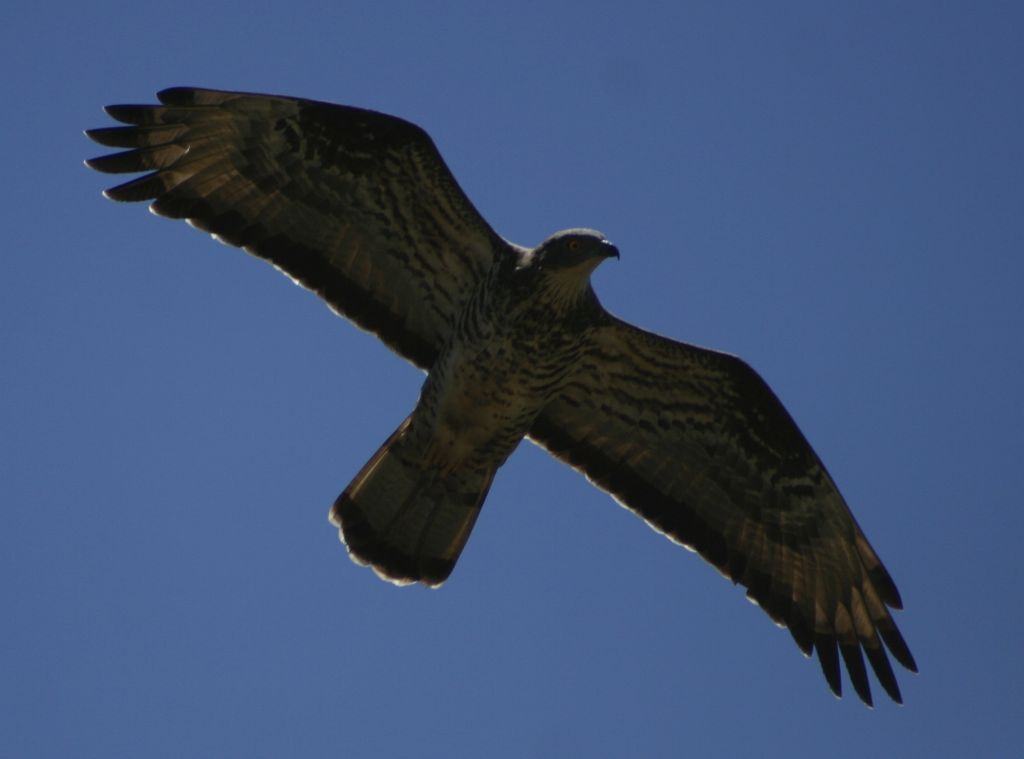 Parco Aspromonte organizza corso su riconoscimento degli uccelli rapaci europei