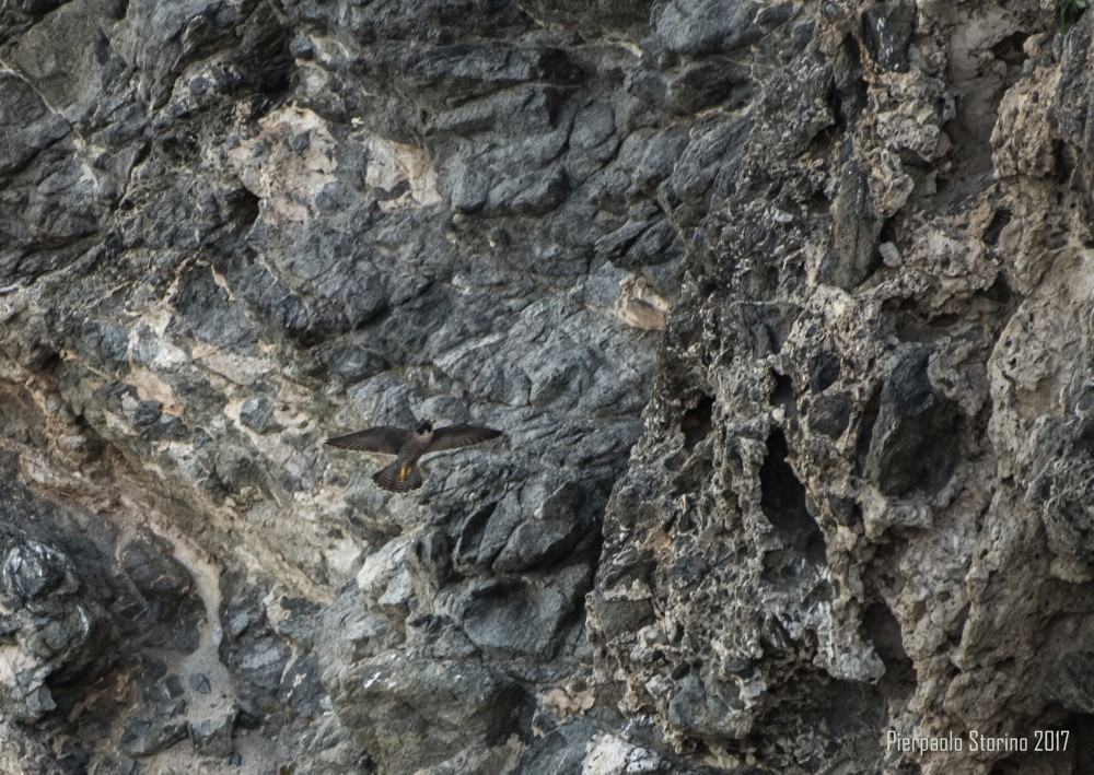 Parco dell’Aspromonte avvia primo monitoraggio dei rapaci rupicoli: Falco Pellegrino e Lanario