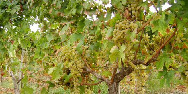 CityWine – Il greco di Bianco, quella “di” che fa la differenza
