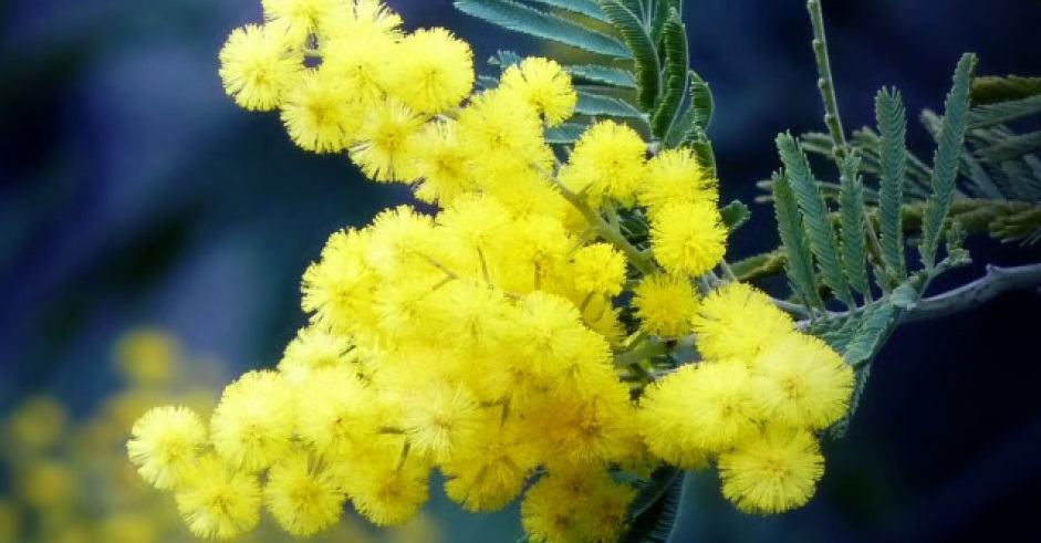 Premio Anassilaos Mimosa 2018, i nomi dei premiati