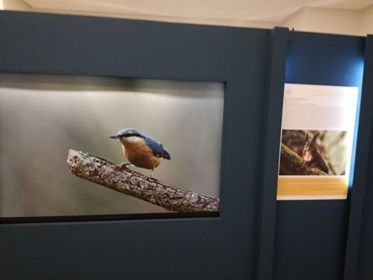 Prorogata la mostra sulla Biodiversità dell’Aspromonte esposta al MArRC