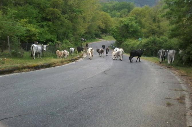 SOS cinghiali in Calabria, Coldiretti: gli agricoltori non possono abbandonare i campi