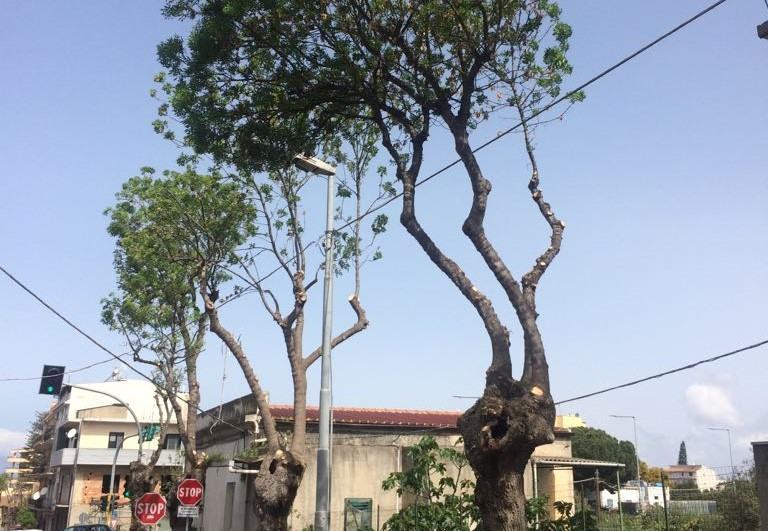 Pellaro – Manutenzioni arboree Viale delle Rimembranze