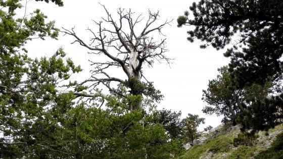 È calabrese il pino più antico d’Europa, il suo nome è “Italus”