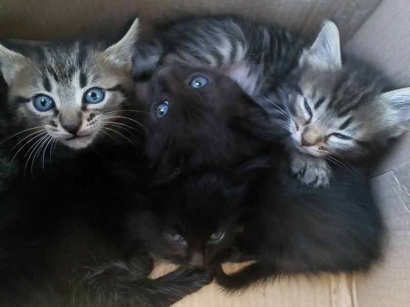 mici abbandonati in uno scatolone