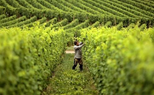 Emergenza Covid-19, la Regione Calabria attiva la vendemmia verde