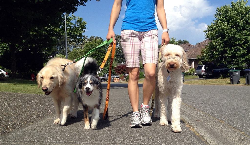 Raccolta indifferenziata, info per buttare la ‘pupù’ del cane