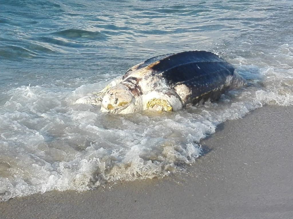 Spiaggiamento di rarissima tartaruga liuto. Il resoconto del Centro Recupero Tartarughe Marine di Brancaleone – FOTO