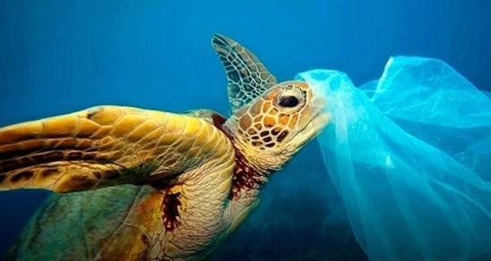 Ocean Day 2018, “I nostri oceani, il nostro futuro”: a Brancaleone al via il progetto Plastic Pollution