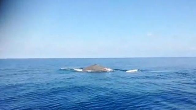 Nel mare della Calabria è spettacolo: spunta una balena – Video