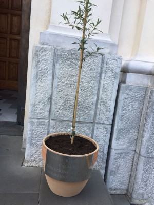 20180831_Cittanova (RC), il Leo Club Polistena “Brutium” e l’ANGA donano due rari olivi bianchi alla Chiesa Matrice_02Ulivo