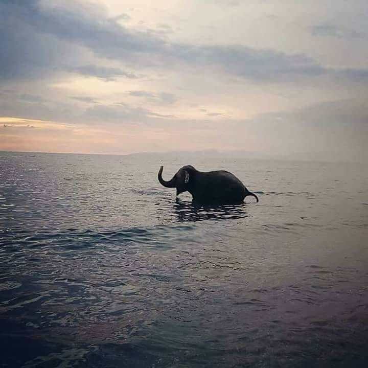 Riviera dei Cedri: la verità sulla «fuga dell’elefante»