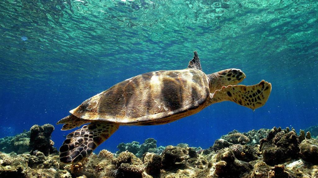 Torna in mare Ella, la tartaruga marina recuperata al largo delle coste calabresi
