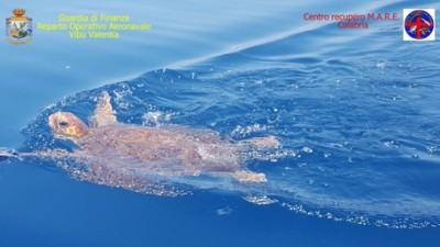 Salvato un esemplare di tartaruga Caretta Caretta