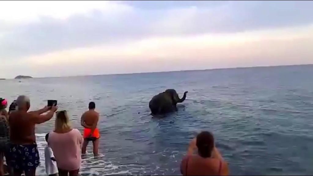 In Calabria un elefante scappa dal circo…e si fa un bagno a mare