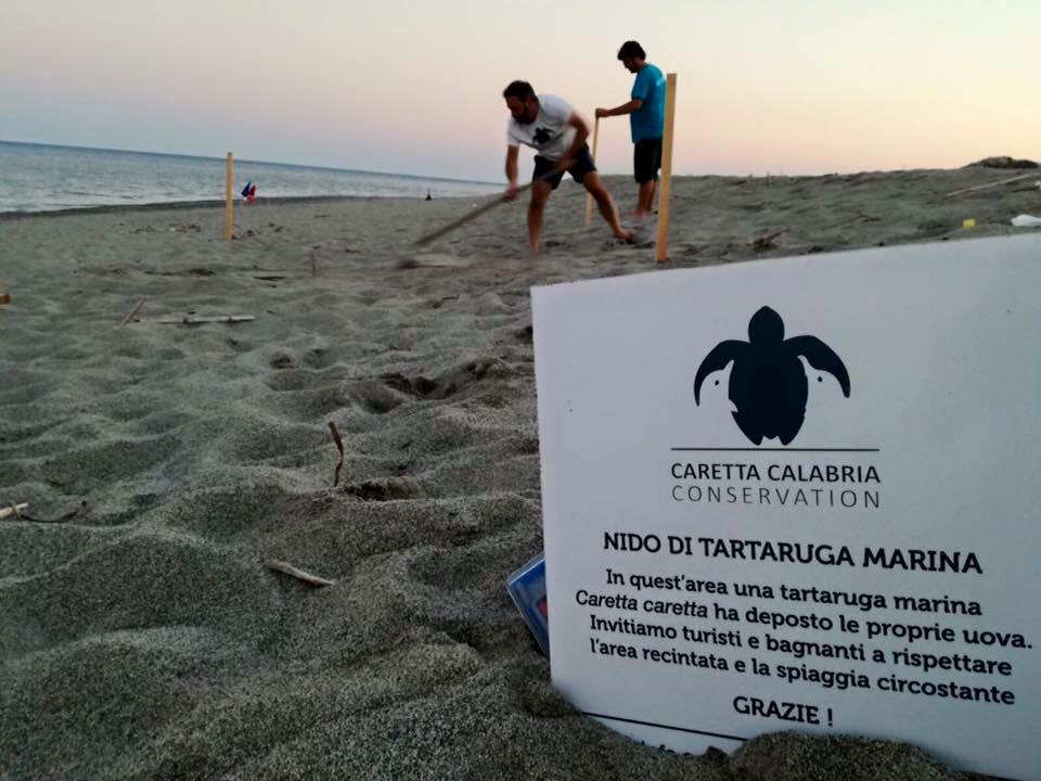 Reggio Calabria diviene la culla delle tartarughe marine
