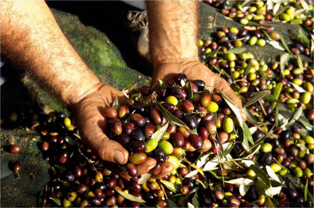 Giovani di Confagricoltura – L’Olivicoltura reggina stretta nella morsa dei mercati