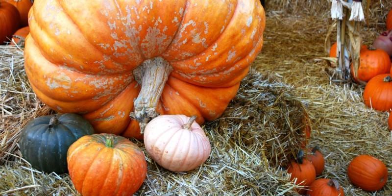 A Reggio Calabria, la sagra della zucca