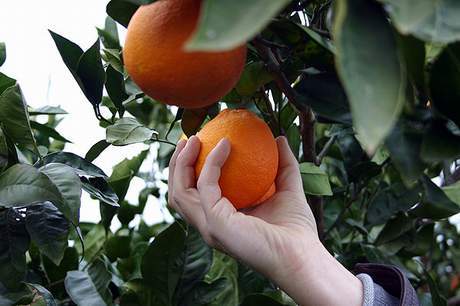 Coldiretti: sblocco export, buona occasione per la filiera calabrese