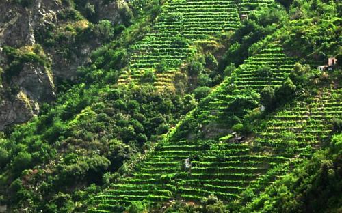 Reggio Calabria e wine experience, viticoltura eroica. Atto di fede e passione per la propria terra