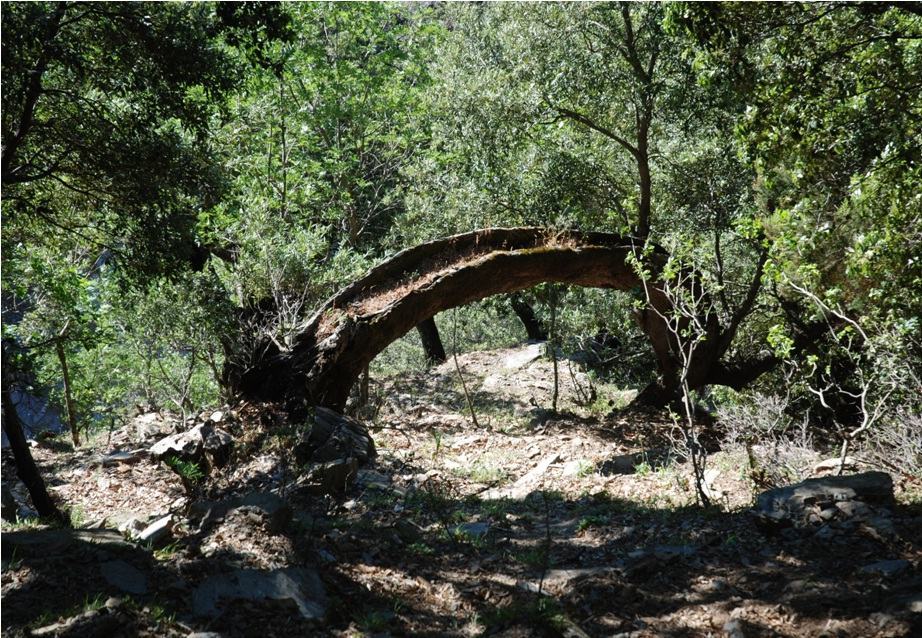 Parco Aspromonte, le azioni di tutela per salvaguardare le foreste vetuste