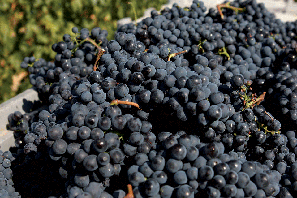 Arghillà, antica terra del vino e balcone sullo Stretto