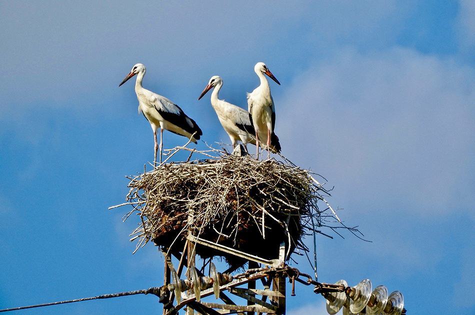Calabria, National Geographic racconta il ritorno delle cicogne – FOTO