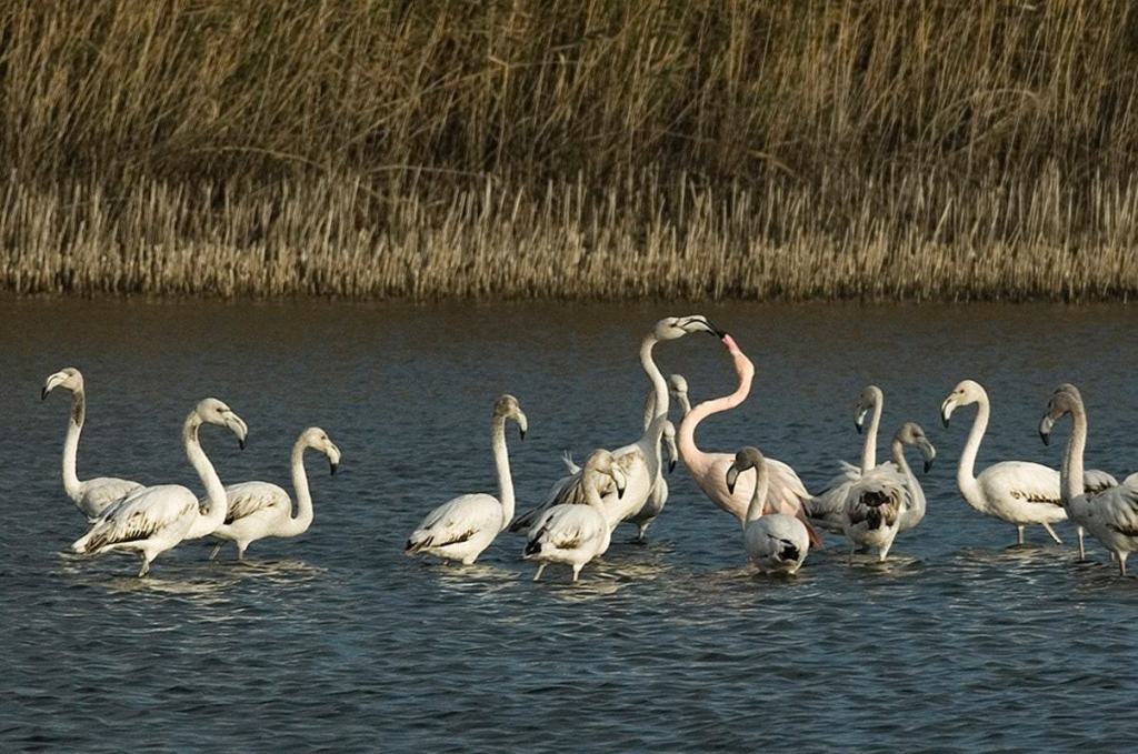 FAI: l’oasi naturale reggina di Saline Joniche in cima alle classifiche