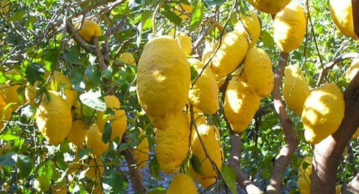 Anassilaos promuove “La cultura del cedro in Calabria. Uomini, memoria e paesaggio”