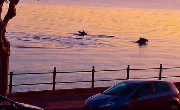 Delfini a Reggio Calabria: ecco lo spettacolo fotografato da un cittadino