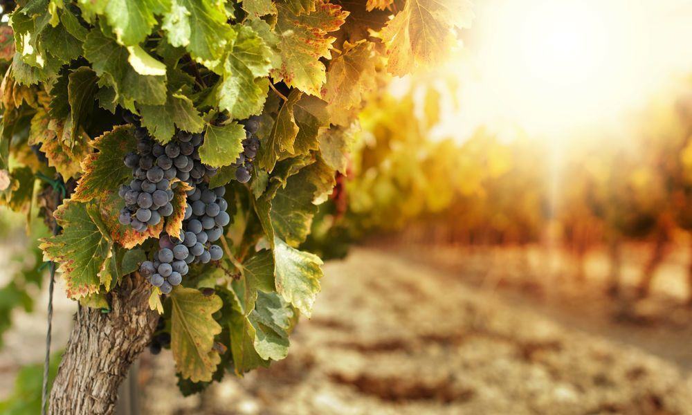 Vino Kosher, cos’è? Le sette regole per definirlo