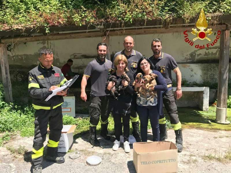 Calabria, Vigili del Fuoco salvano cinque cuccioli di cane