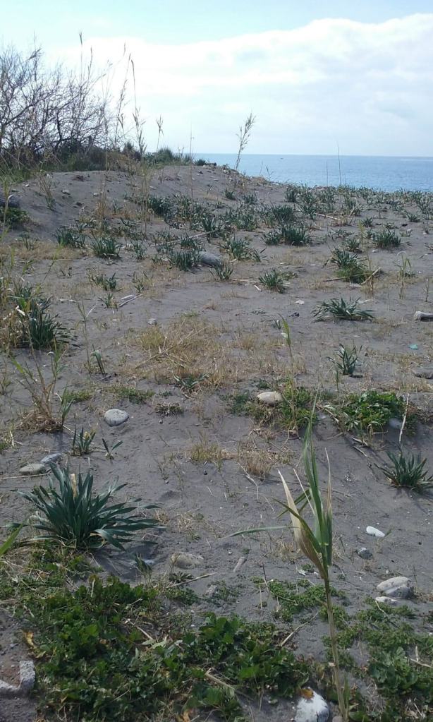 Praia a Mare, Gigli di Mare e duna sotto Marlane cancellati