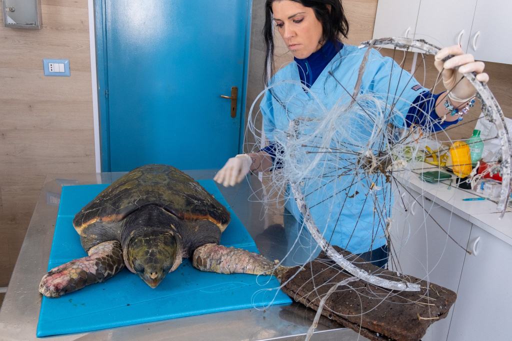 Afrodite non ce l’ha fatta. Addio alla tartaruga marina che aveva commosso l’Italia intera