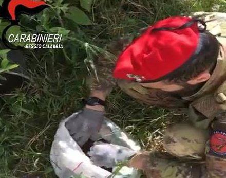 Ritrovamento di marijuana e due arresti per i Carabinieri di Locri