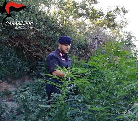 Carabinieri scoprono piantagione di canapa in provincia di Reggio Calabria