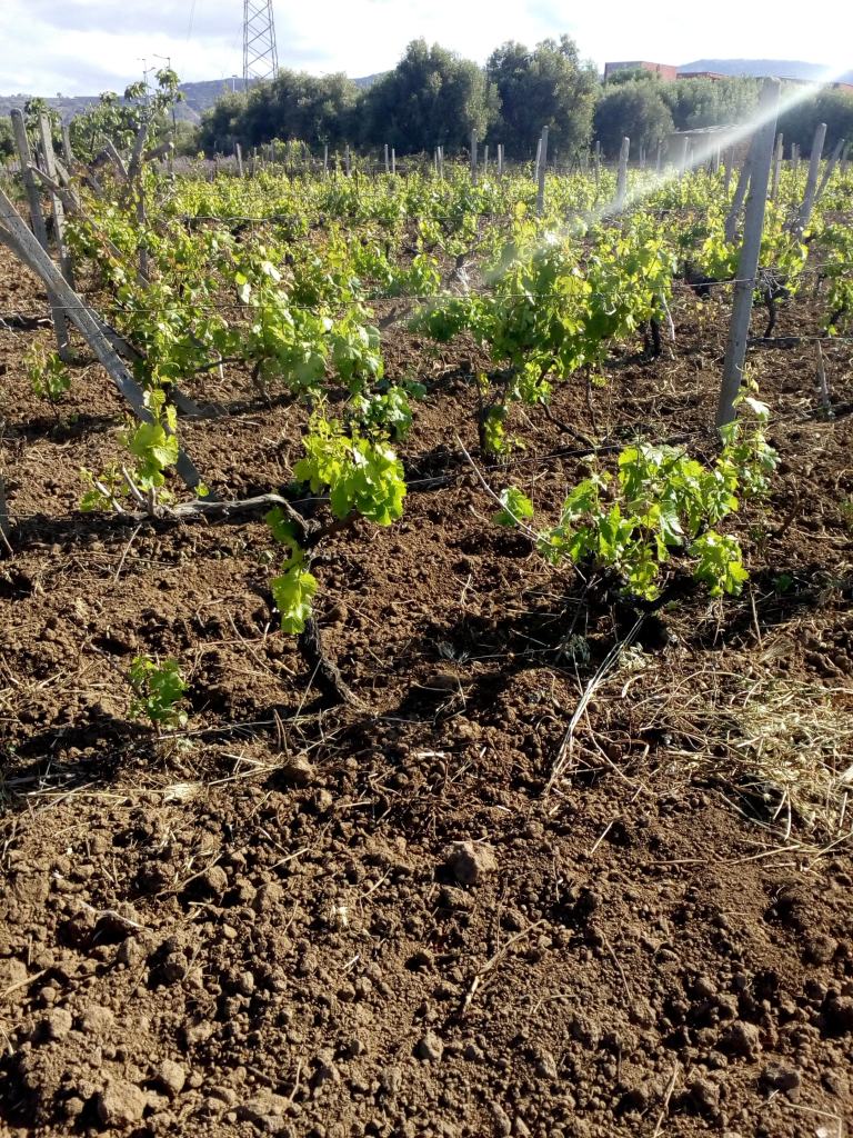 Lettera di un cittadino: “Ad Arghillà il vino pregiato resiste”