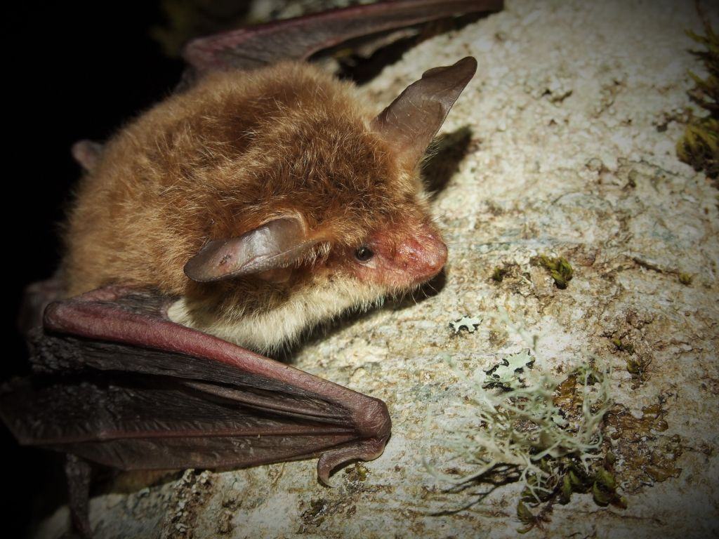 Parco Aspromonte, pipistrelli protagonisti degli “Incontri di Natura”