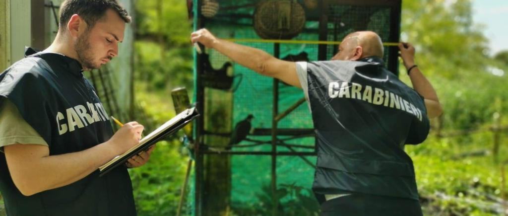 Operazione Antibracconaggio: i Carabinieri sequestrano armi, munizioni e numerosi esemplari di fauna protetta