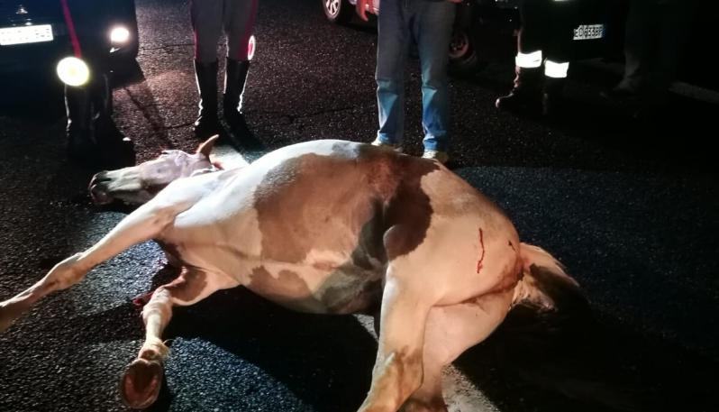 Strada dei Due Mari, grave incidente nella notte. Cavallo travolto da un’autovettura