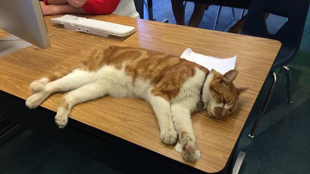 Atrocità in aula nei confronti di un gatto. La nota del Garante Marziale
