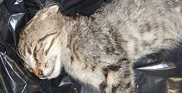 Reggio, deferito in stato di libertà l’uomo che ha ucciso il felino tra i banchi di scuola