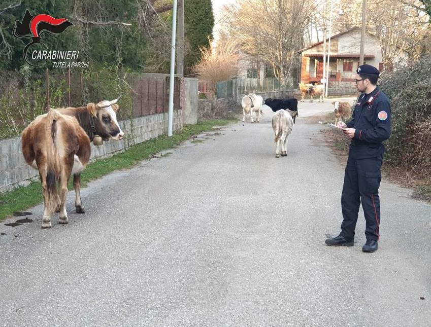 Pascolo abusivo all’interno del Parco dell’Aspromonte