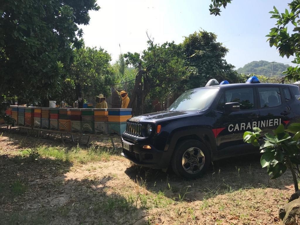 Calabria, sei apicoltori denunciati dai Carabinieri forestali